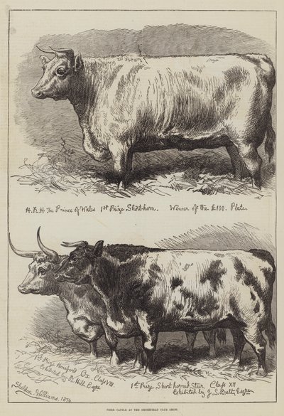 Ganado premiado en la exposición del Smithfield Club de Alfred Sheldon Williams